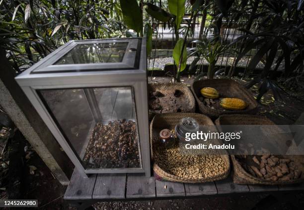 Beans of civet coffee in Bali, Indonesia on November 12, 2022. Kopi luwak, also called civet coffee, is a type of coffee sourced from the excrement...