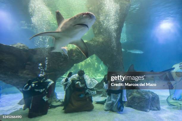 Divers dressed as the Three Wise Men are seen underwater after placing the traditional Christmas Nativity Scene inside the shark tank of the aquarium...