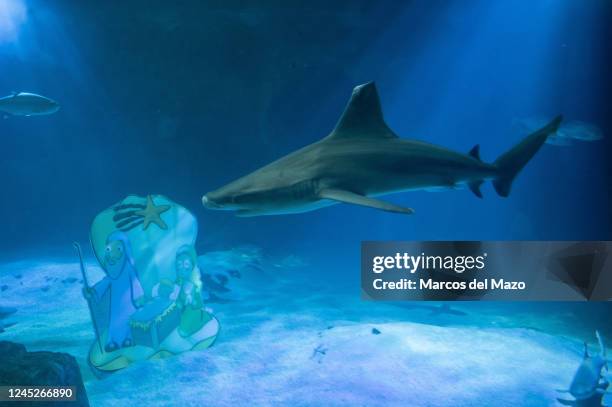 Shark passing by the traditional Christmas Nativity Scene inside the shark tank of the aquarium in the Zoo of Madrid as part of the Christmas...