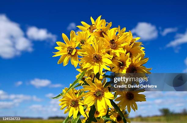 sunflowers against fluffy clouds - kansas sunflowers stock pictures, royalty-free photos & images