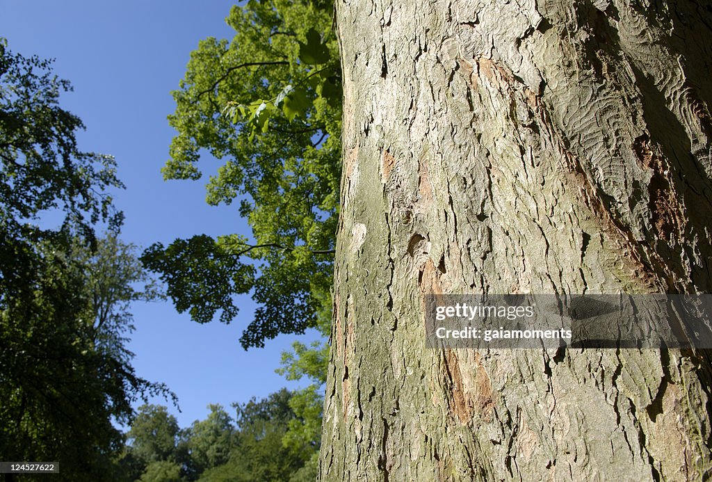 Tronc d'arbre