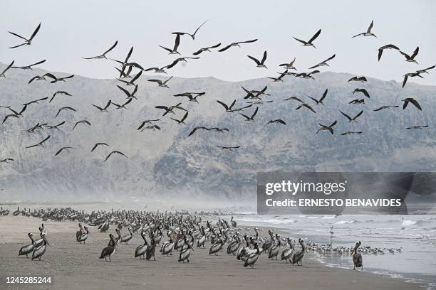 Group of pelicans and other seabirds are seen on a beach in Lima, on December 1, 2022. - The highly contagious H5N1 avian flu virus has killed...