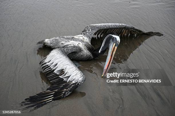 Pelican suspected to have died from H5N1 avian influenza is seen on a beach in Lima, on December 1, 2022. - The highly contagious H5N1 avian flu...