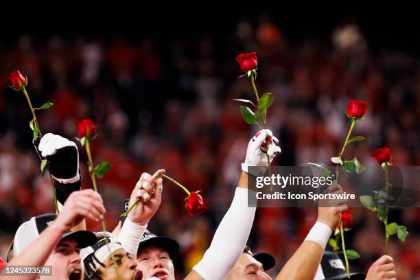 English Roses Football Roses In Bowl Photos and Premium High Res Pictures - Getty Images