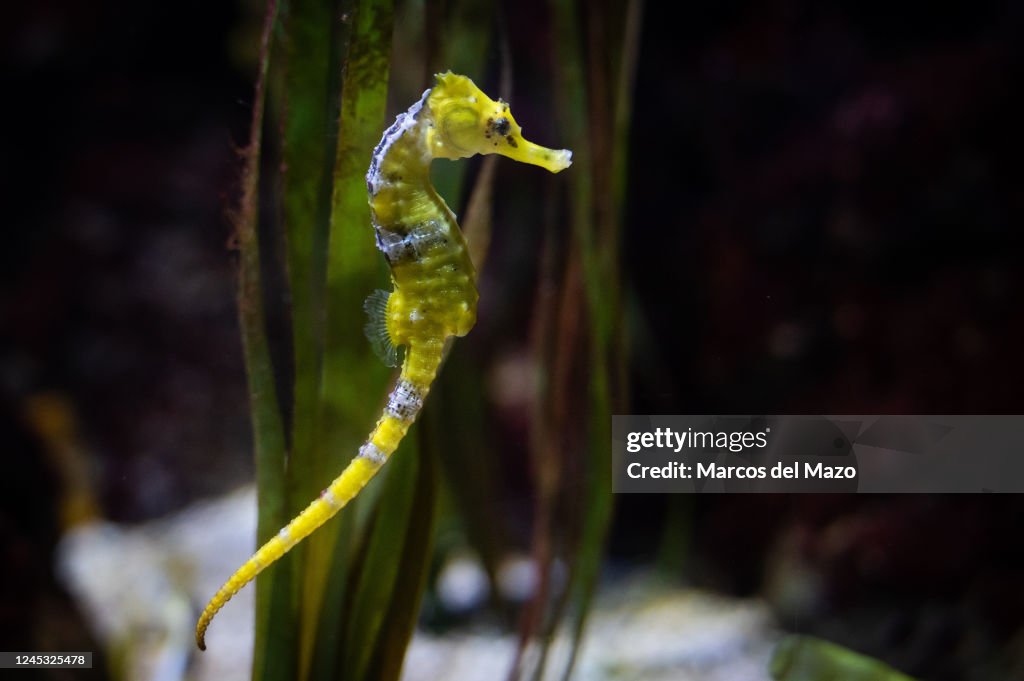 Specimen of longsnout seahorse (Hippocampus reidi) also...