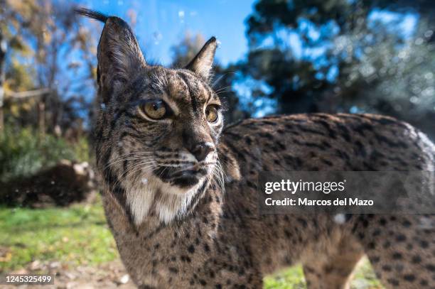 An Iberian lynx pictured in its enclosure at Madrid Zoo. Is a wild cat species endemic to the Iberian Peninsula, listed as endangered on the IUCN Red...