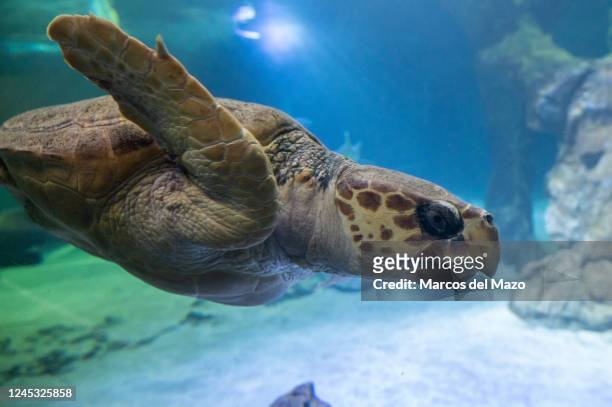 Turtle swimming in its enclosure at Madrid Zoo Aquarium.