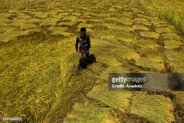 Farmers harvest rice in Chittagong, Bangladesh on November 27, 2022. Gumaibil in Rangunia, the largest rice crop field in Bangladesh's Chittagong...