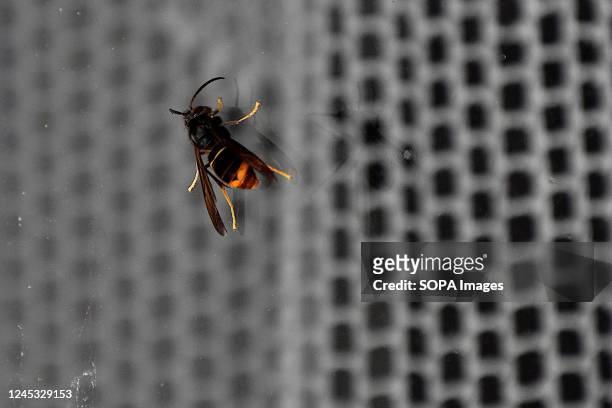 An Asian hornet seen on a window pane.