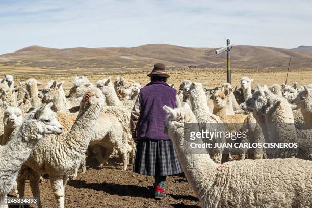 An Andean woman walks next to Alpacas in the Quechua community of Lagunillas in Puno, southern Peru, on December 2, 2022. - The harsh drought in the...