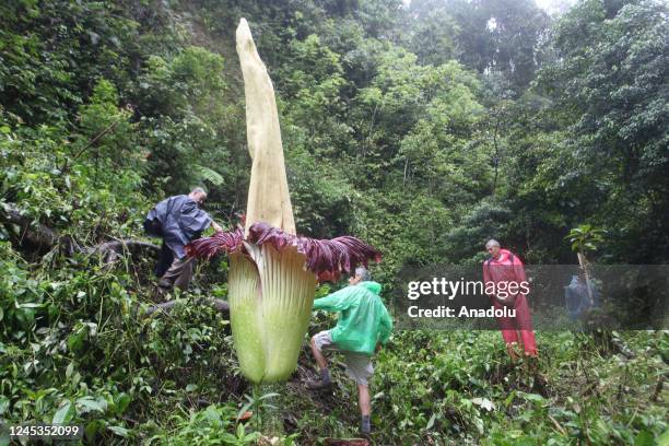 The Titan Arum flower locally known as corpse flower a high 4.39 meter bloomed at Palupuah Forest, Agam District, West Sumatra, Indonesia, on...