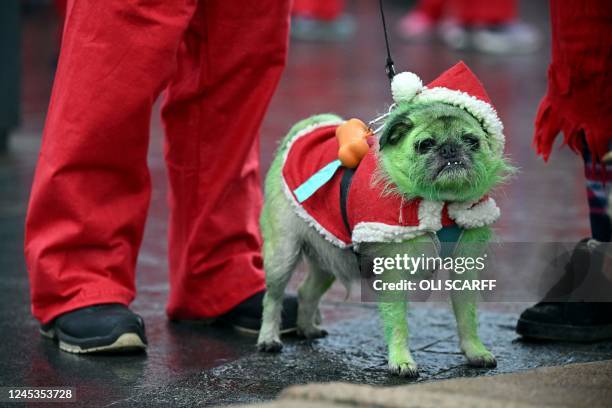 Runner dressed in Father Christmas attire stands with their dog, named Pugsley, who has been coloured green, before taking part in the annual...