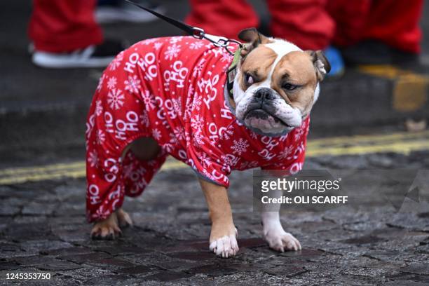 Dog, dressed in festive attire, stands with a runner dressed as Father Christmas before taking part in the annual five-kilometre Santa Dash in...