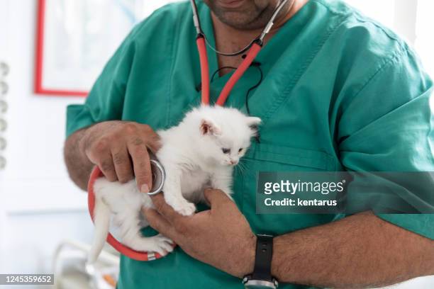 vet taking care of cute kitty - catheter stock pictures, royalty-free photos & images