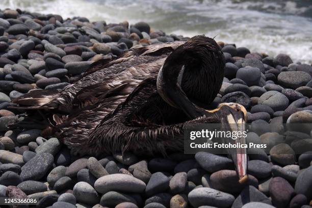 Pelican carcass washed up on the beaches of Lima, supposedly killed by an outbreak of H5N1 bird flu. At least 13,000 birds have died so far last week...