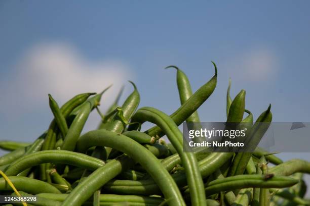 The harvest green beans in Qalyubia farms from mid-November until now, as beans are a rich source of vitamins, as green beans contain many important...