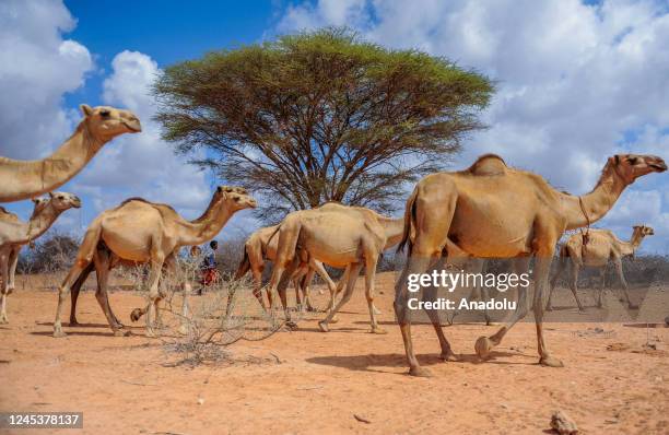 Mandera Mandera Triangle Photos and Premium High Res Pictures - Getty Images