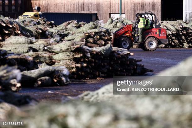 Workers load fir trees on a tractor at Greencap Christmas Tree Farm in Libin on November 29, 2022. - The director of Greencap, the biggest fir tree...