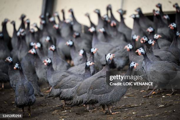 Guineafowls stand in an outdoor area near their poultry house in an outdoor farming, in Les Herbiers, western France, on December 5 as some 10...