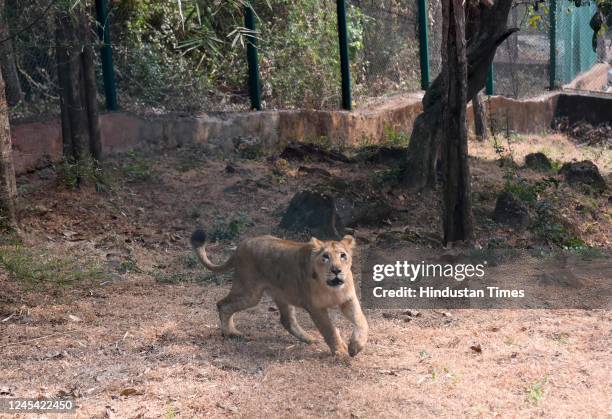 Pair of lions brought from Gujarat, in their enclosure after they were released by Maharashtra Forest Minister Sudhir Mungantiwar into the Lion...