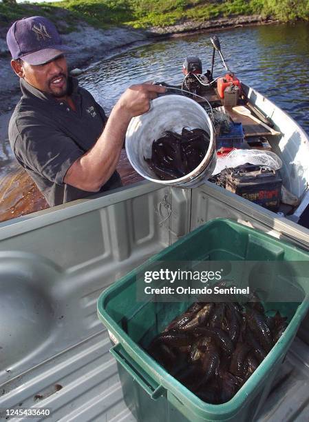 Radesh Arjoon fills a container with the day&apos;s catch of armored catfish at the boat ramp on Hwy. 50, on the St. Johns River outside Christmas,...