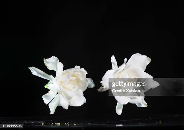 cape jasminegardenia fling in mid air with colorful powder - gardenia stock pictures, royalty-free photos & images