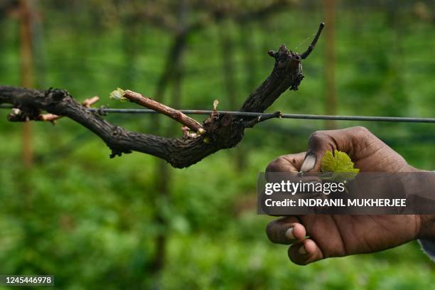 In this photograph taken on October 20 a worker prunes vines at Sula Vineyards in Nashik. - India's largest winemaker Sula Vineyards is heading to...