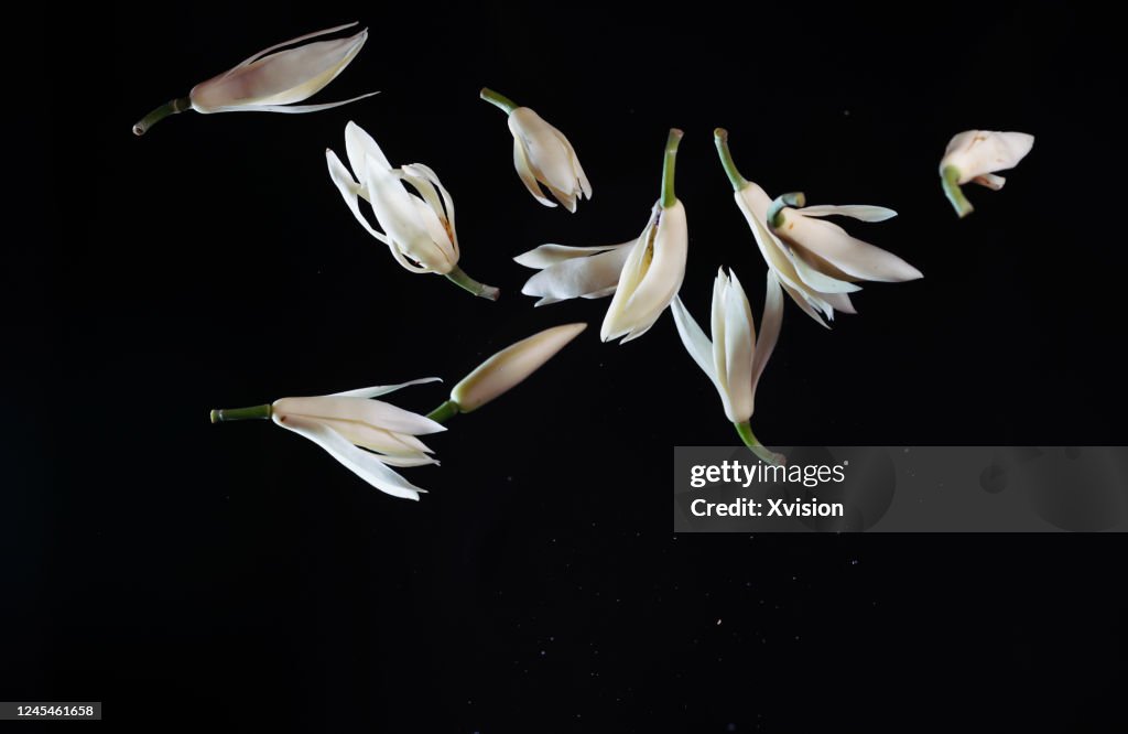 Michelia alba DCflying in mid air with water splashing