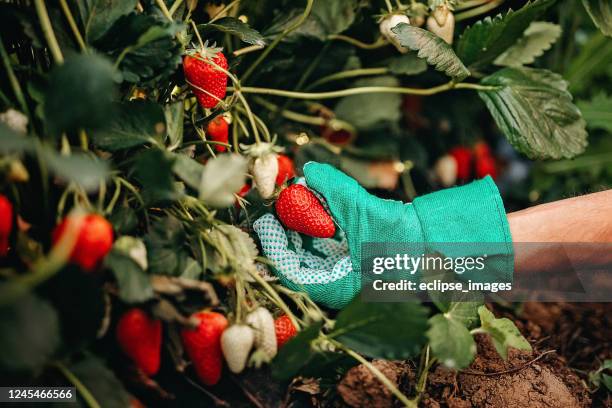 mann pflücken erdbeeren auf dem bauernhof - picking harvesting stock-fotos und bilder