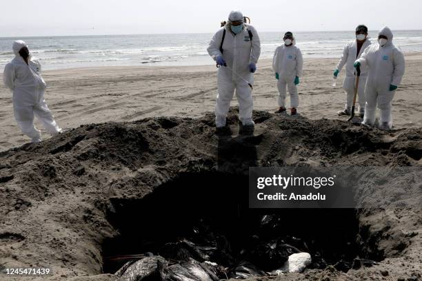 Personnel from the National Agrarian Health Service spray disinfectant after burying dead pelicans, possibly infected with H5N1 avian flu, in Lima,...