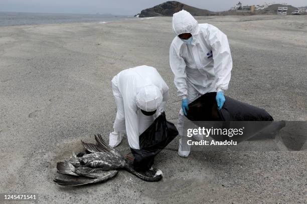 Personnel from the National Agrarian Health Service collect dead pelicans, possibly infected with H5N1 avian flu, in Lima, Peru on December 7, 2022....