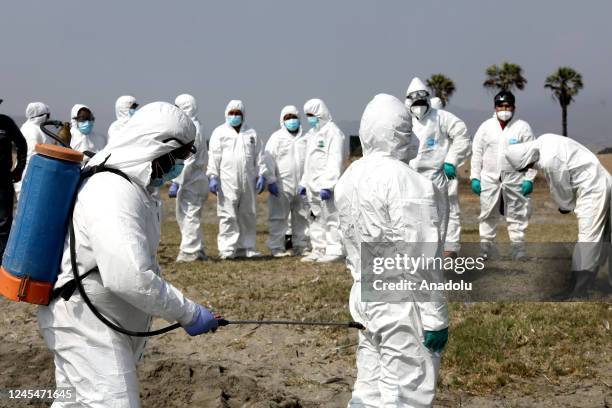 Personnel from the National Agrarian Health Service sterilize their suit after collecting dead pelicans, possibly infected with H5N1 avian flu, in...