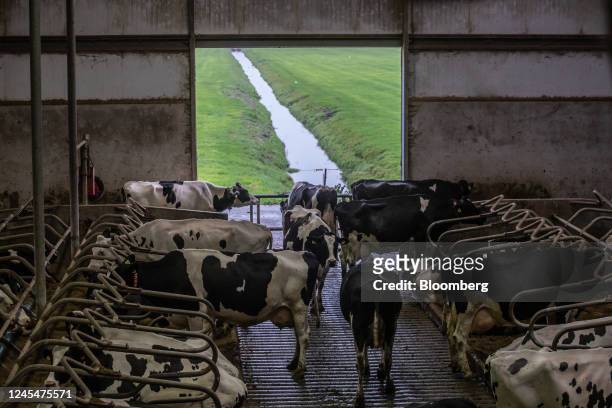 Cattle feed in a cowshed, with low emission flooring, on a dairy farm in Hazerswoude, Netherlands, on Thursday, Oct. 13, 2022. Curbing the...