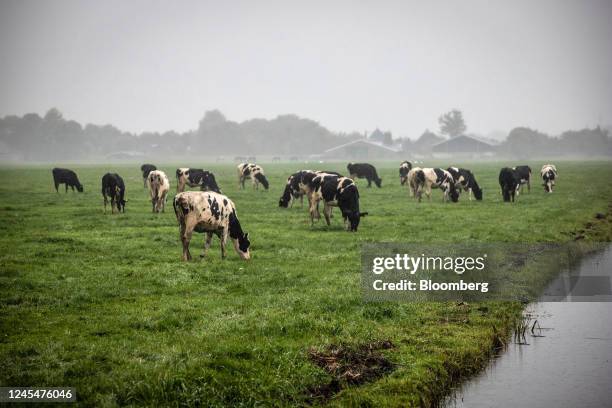 Cattle graze in a field on a dairy farm in Hazerswoude, Netherlands, on Thursday, Oct. 13, 2022. Curbing the environmental impact of agriculture's...