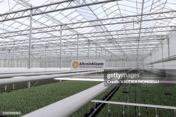 This photograph taken on December 7, 2022 shows tulips and aloe vera plants growing in a greenhouse heated with bitcoin miners near Amsterdam. - A...