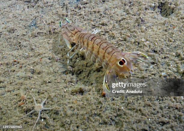 Mantis shrimp is seen at the Marmara sea in Gulf of Izmir, Turkiye on August 24, 2022.