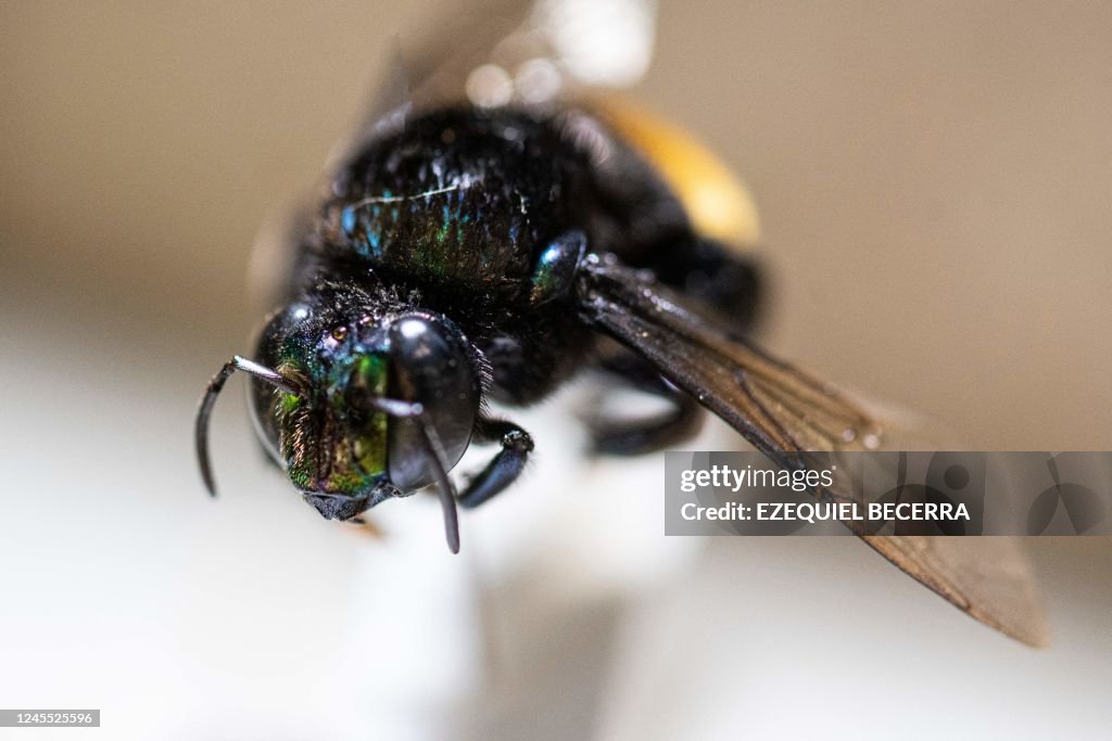 Costa Rican Bee An Eufriesea schmidtiana bee is seen under a microscope at the... News ...