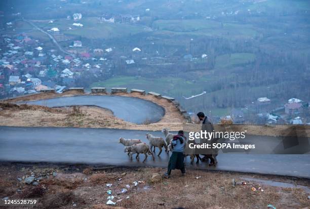 Shepherd moves a flock of sheep along a road leading to top of a mountain during a cold evening after a rainfall in the outskirts of Srinagar.