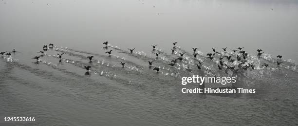 Migratory birds float in Dal Lake on a cloudy day on December 10, 2022 in Srinagar, India. For the second consecutive day on Saturday, light rains...