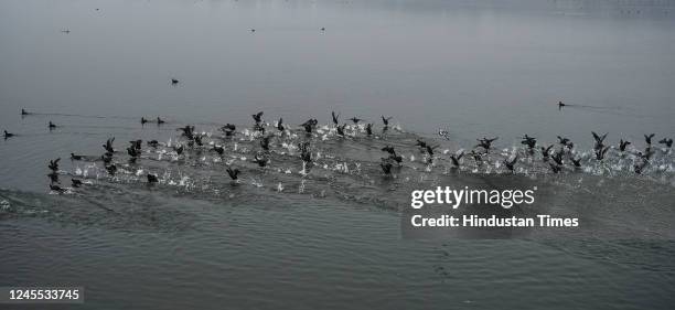 Migratory birds float in Dal Lake on a cloudy day on December 10, 2022 in Srinagar, India. For the second consecutive day on Saturday, light rains...