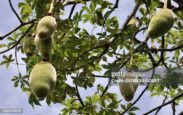 Picture taken on July 25, 2007 shows the fruits of a baobab tree in the village of Thiawe, Senegal, where the baobab is called the Tree of Life. The...