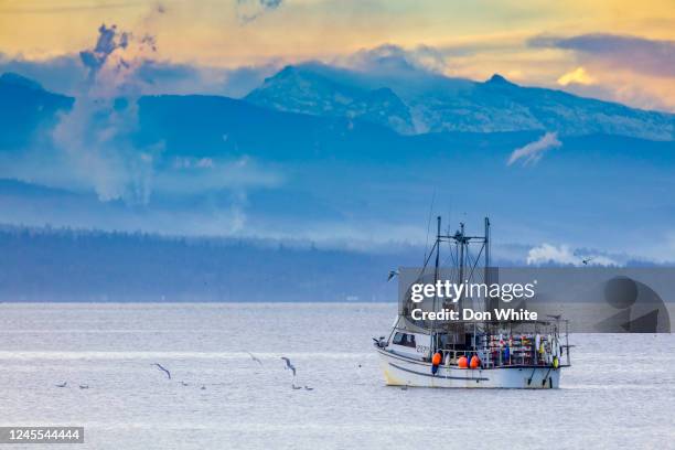 vancouver island british columbia - pacific ocean stock pictures, royalty-free photos & images