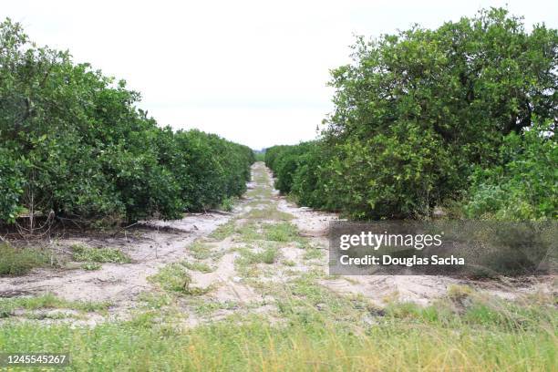 rows of citrus fruit trees in a orange grove agriculture farm - zitronen feld stock-fotos und bilder