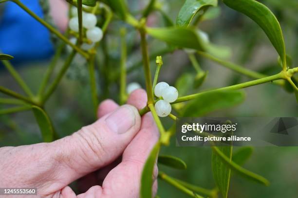 What christmas plant is viscum used to label