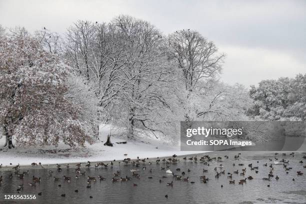 Geese and ducks seen on a semi frozen Alexandra Lake that lies on the edge of Wanstead Park. The wintery conditions in England have seen several...