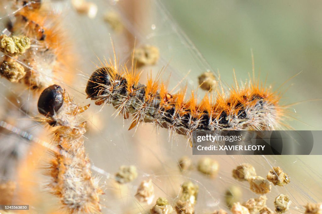 ENVIRONNEMENT-SANTE-INSECTES-FORET