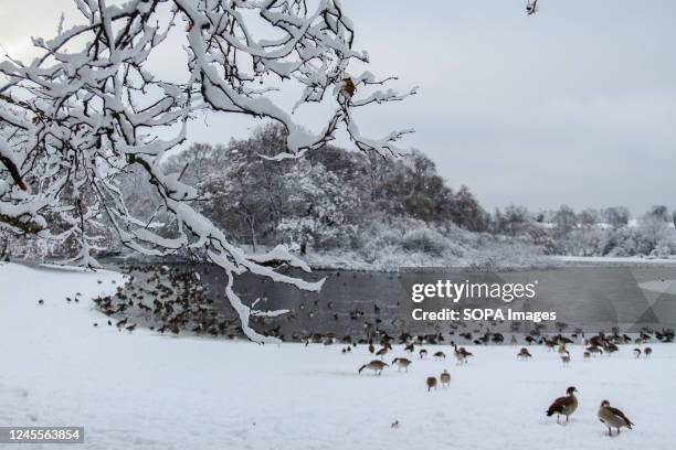 Snow coved branches seen by Alexandra Lake in Wansted Park. The wintery conditions in England have seen several inches of snow overnight around...