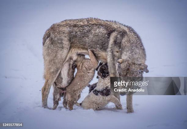 Mother dog feeds her puppies during snowfall in Turkiye's Kars province on December 13, 2022.