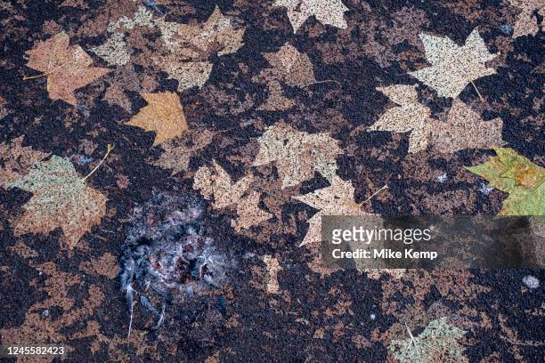 Flattened Autumn leaves which have fallen then had theitr natural shapes preserved temporarily next to the remains of a crushed pigeon on 6th...