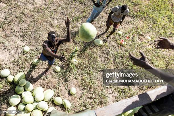 Farmers load watermelons to be transported to Banjul from a farm in Kerr Juma on December 7, 2022. - Watermelon season is very popular in Gambia, the...